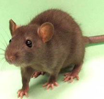 rat-control-san-diego