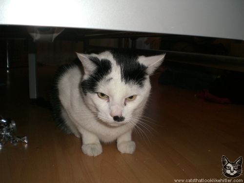 kitler3818