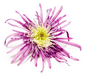 slightly_dying_flower