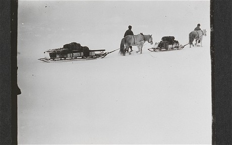 British Antarctic Expedition 1910-13: Ponies on the march, Great Ice Barrier, 2 December 1911 (Robert Falcon Scott/ Scott Polar Research Institute) 